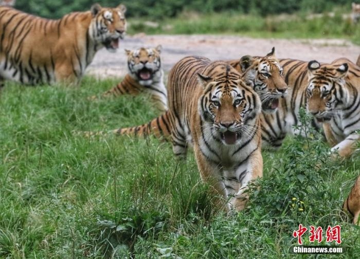 黑龍江省牡丹江市，中國橫道河子貓科動物飼養(yǎng)繁育中心內(nèi)的老虎。