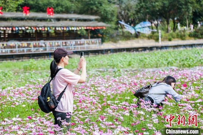 民眾走林花海拍照 廣東省林業(yè)局 供圖