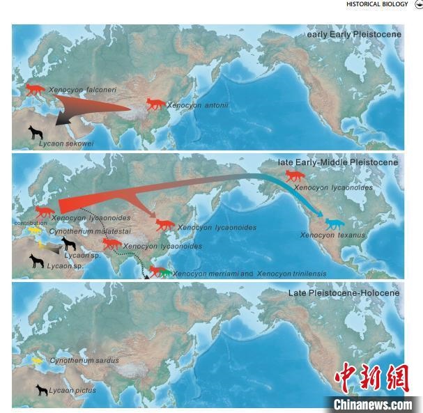 非洲野犬-異豺支系的演化脈絡(luò)圖?！≈锌圃汗偶棺邓?供圖