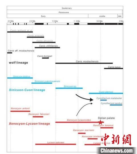 第四紀(jì)主要犬族成員分布年代圖。　中科院古脊椎所 供圖