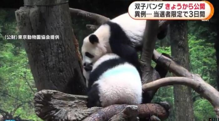 12日，日本東京上野動物園的旅日雙胞胎熊貓開始同游客見面。(圖片來源：日本富士電視臺視頻截圖)