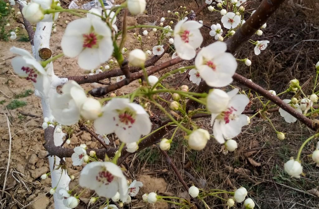 這是拍攝的汾西縣后加樓村盛開的梨花。(受訪者供圖)