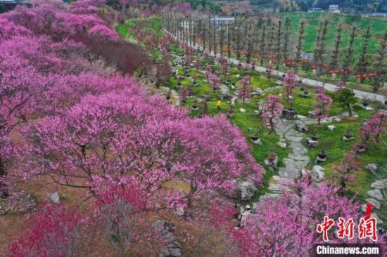 2月23日，航拍乾藝梅園景區(qū)綻放的梅花。瞿宏倫 攝