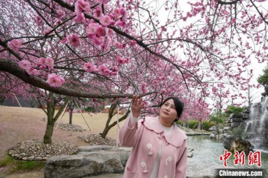 2月23日，市民在乾藝梅園景區(qū)觀賞綻放的梅花。陳興輝 攝