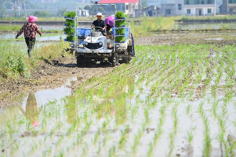 △2023年4月26日，湖南湘潭市雨湖區(qū)姜畬鎮(zhèn)易建河村的一處高標(biāo)準(zhǔn)農(nóng)田，農(nóng)民駕駛插秧機(jī)插秧。