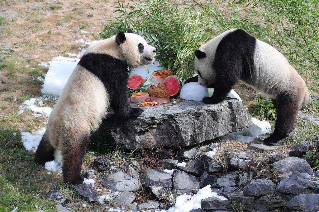 在比利時(shí)天堂動(dòng)物園，大熊貓“寶弟”（左）、“寶妹”享用“生日大餐”。