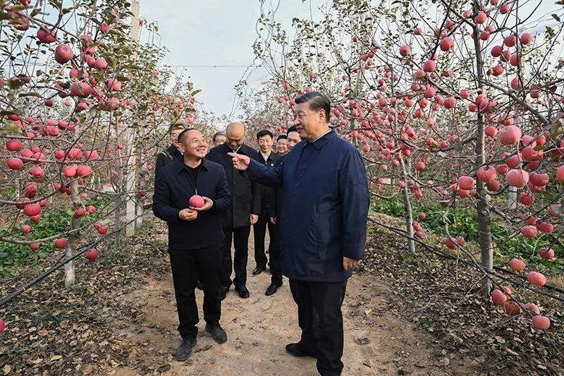 △2022年10月26日，陜西延安高橋鎮(zhèn)南溝村，習(xí)近平總書記走進果園，向現(xiàn)場采摘的果農(nóng)了解蘋果收成。