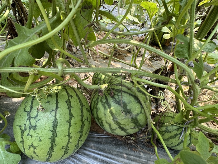 漿水李村瓜果種植基地。王紹紹攝