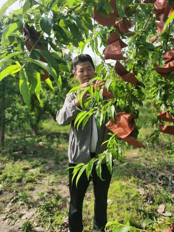 河南長(zhǎng)垣樊相鎮(zhèn)谷寨采摘園。王紹紹攝