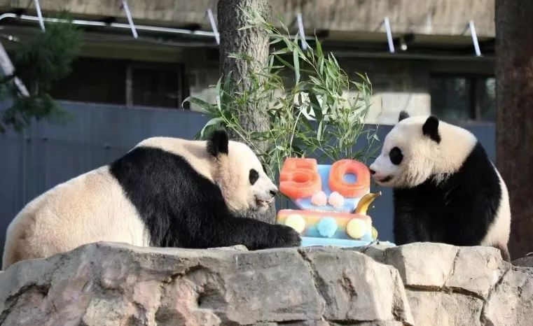 2022年，美國國家動物園舉辦活動慶祝大熊貓抵美50周年，園方為大熊貓“美香”“添添”和“小奇跡”一家三口準(zhǔn)備了有“50”字樣的冰凍水果蛋糕。（圖片來源：雅安市廣播電視臺）