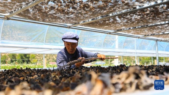 7月29日，在卓尼縣納浪鎮(zhèn)納浪村黑木耳種植基地，農(nóng)戶在翻曬黑木耳。