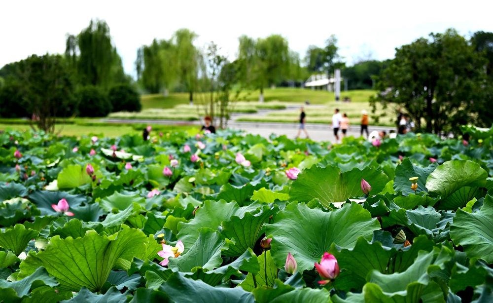 市民在天漢濕地公園內(nèi)休閑賞景。