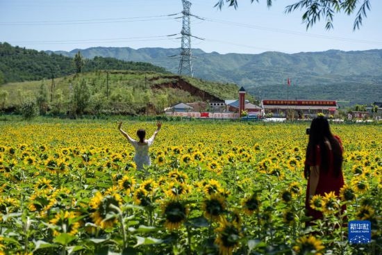 8月12日，游客在寧夏固原市涇源縣大灣鄉(xiāng)楊嶺村向日葵田中拍照。新華社記者 李旭倫 攝