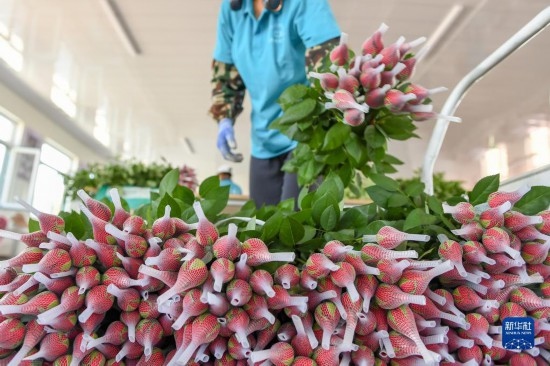 8月17日，農(nóng)民在吉林省德惠市朱城子鎮(zhèn)沿河村程雪家庭農(nóng)場(chǎng)打包玫瑰花。新華社記者 張楠 攝