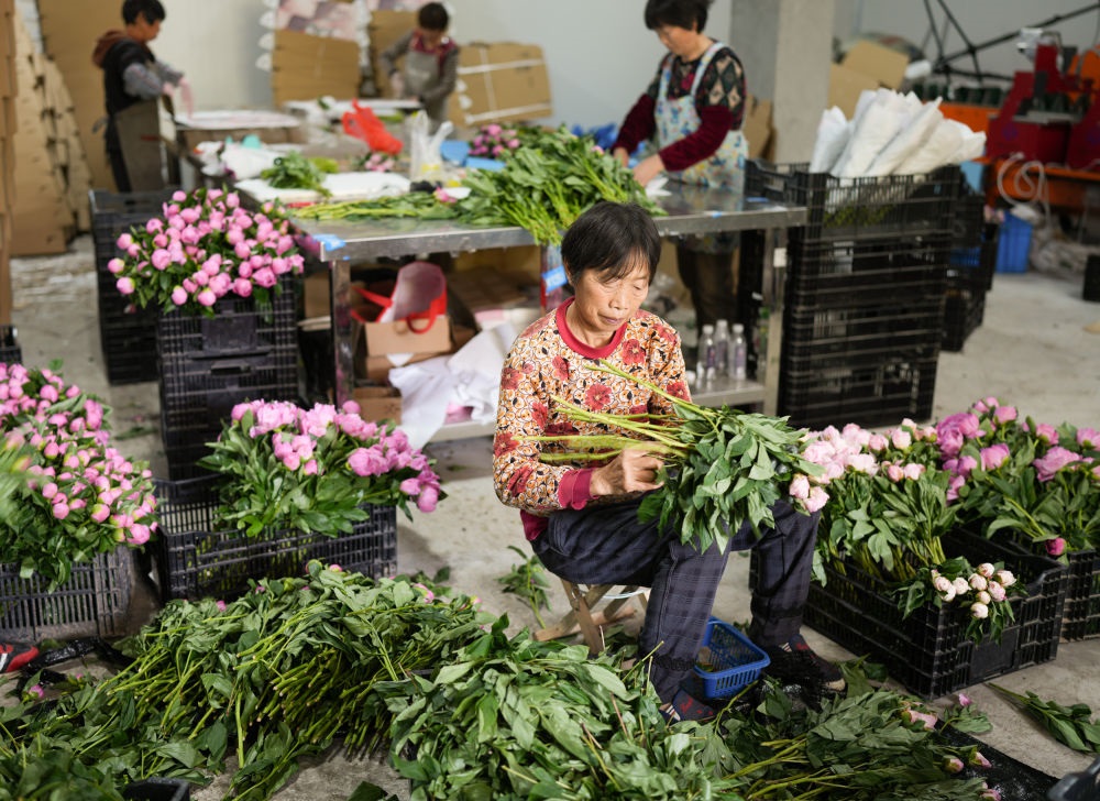 在浦江縣杭坪鎮(zhèn)烏漿村的鮮花種植基地，村民在處理芍藥鮮切花，準(zhǔn)備發(fā)往各地（5月23日攝）。新華社記者 翁忻旸 攝