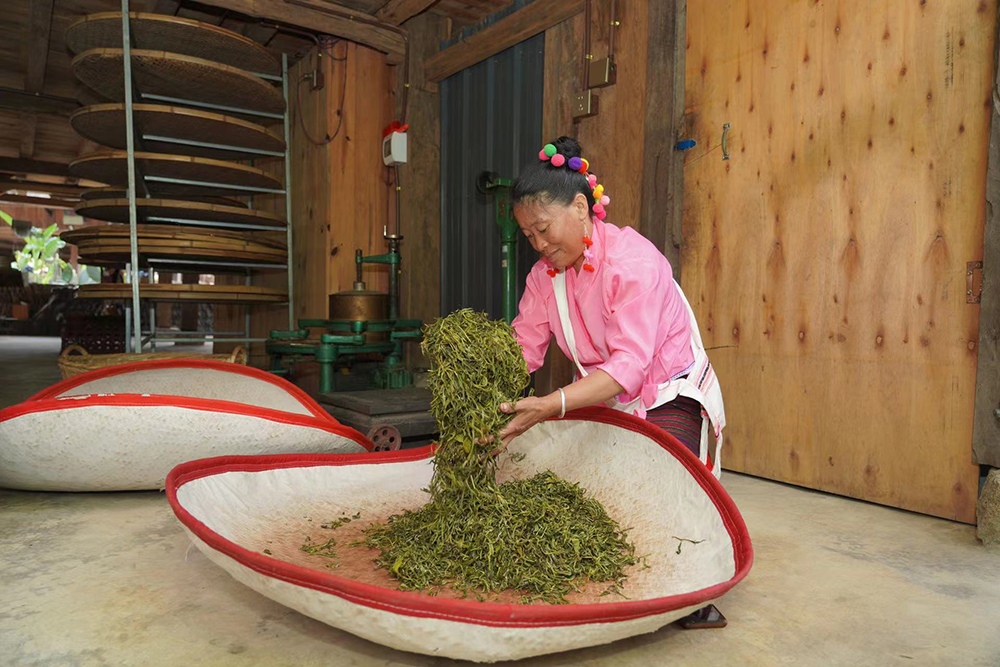 當?shù)卮迕裾谌嗄聿枞~。普洱景邁山古茶林保護管理局供圖