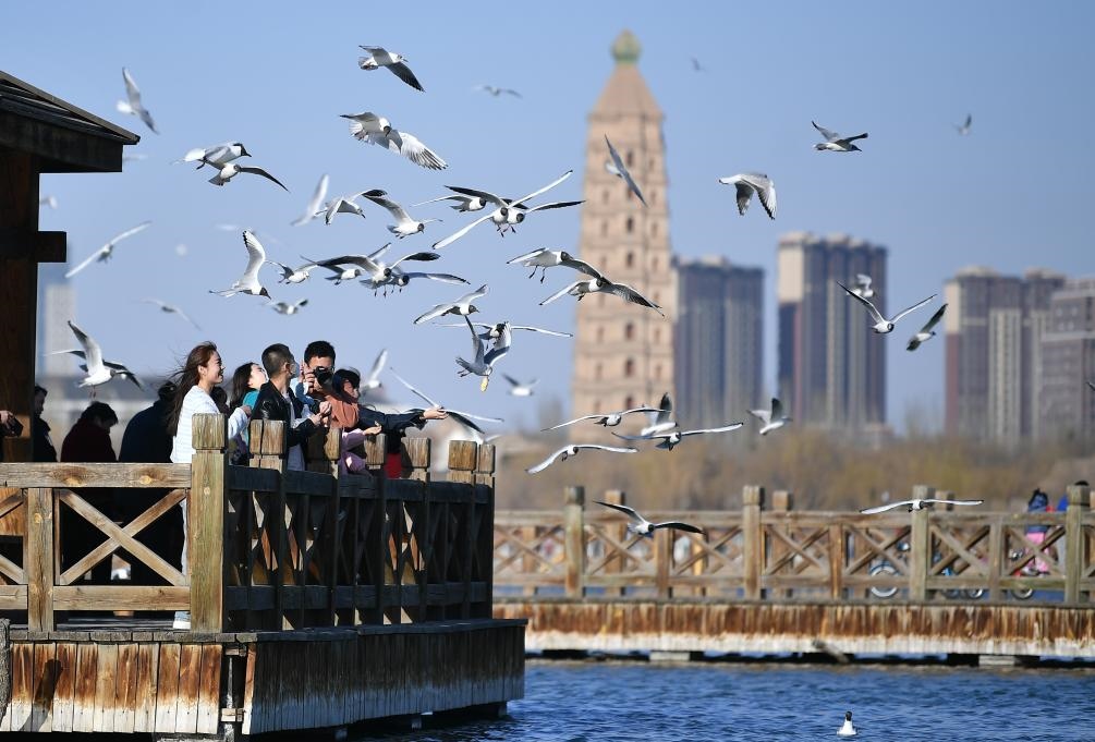 市民在寧夏銀川市海寶公園觀賞候鳥(niǎo)（2023年3月12日攝）。新華社記者王鵬 攝