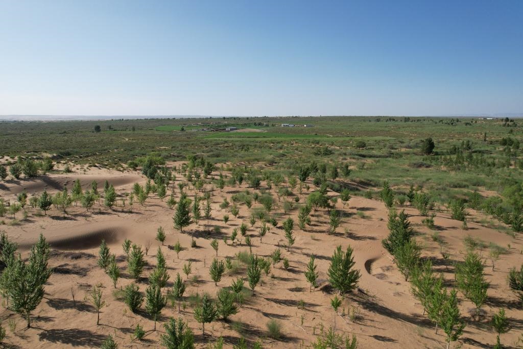 在庫(kù)布其沙漠腹地，牧民已讓10萬(wàn)畝沙地變綠洲（無(wú)人機(jī)照片，2023年6月25日攝）。新華社記者李云平 攝