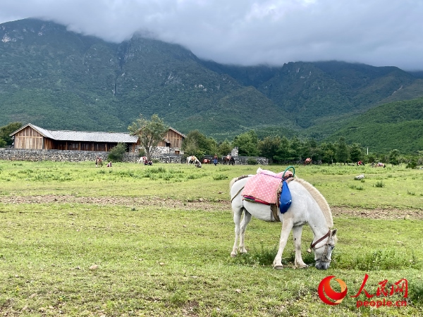 玉湖村附近草甸。人民網(wǎng) 周靜圓攝