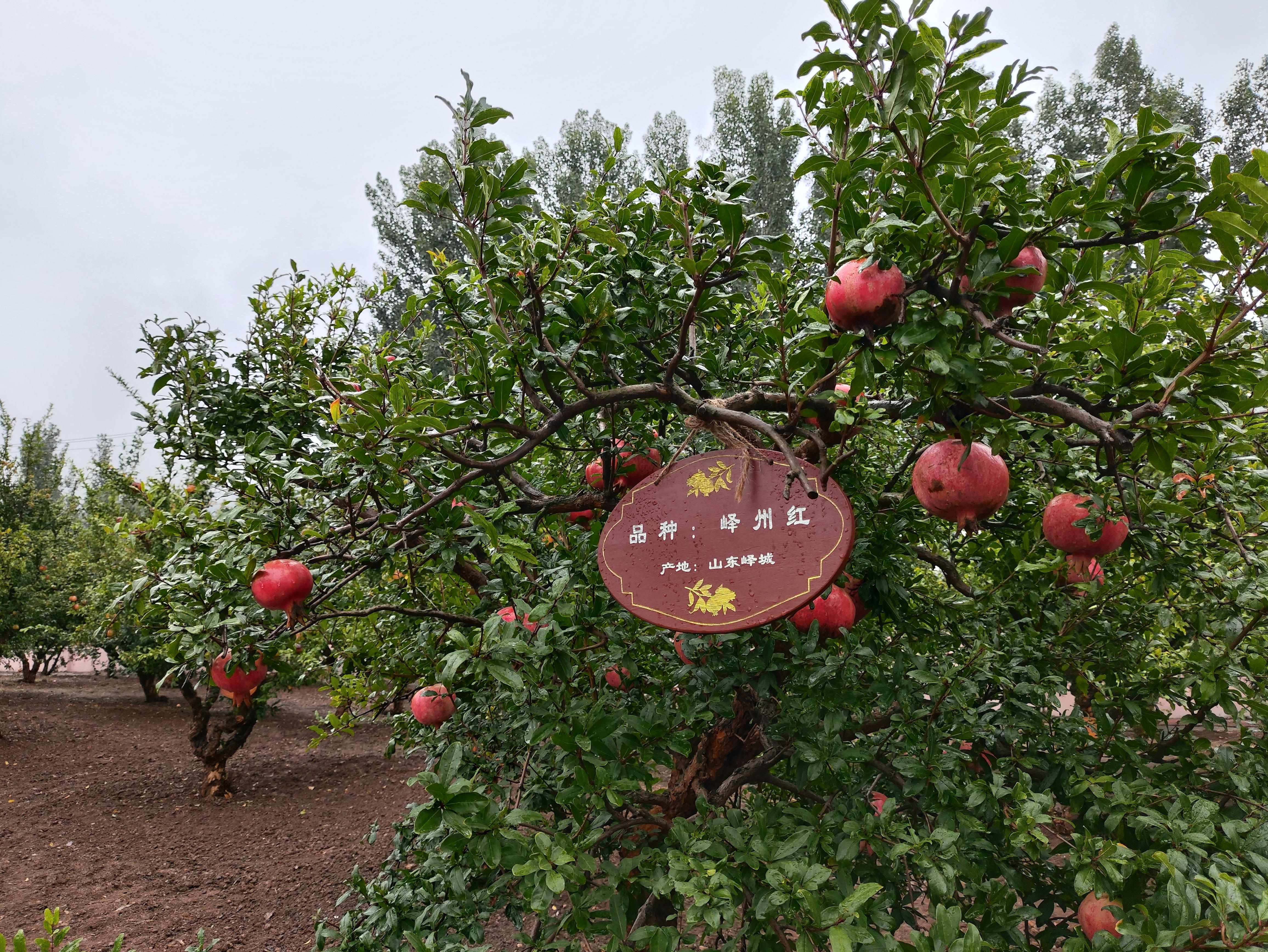 △石榴園中的“嶧州紅”品種，曾在2019年北京世園會(huì)優(yōu)質(zhì)果品大賽中獲金獎(jiǎng)。（總臺(tái)央視記者鐘信偉拍攝）