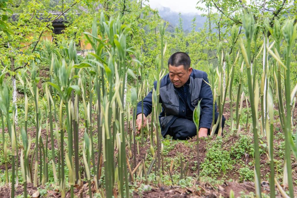 4月14日，村民陳朋在地里管護(hù)種植的黃精。新華社記者 唐奕 攝