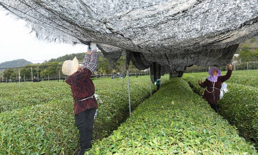  在浙江省紹興市越城區(qū)富盛鎮(zhèn)抹茶生產(chǎn)基地，農(nóng)戶為茶樹拉遮陽網(wǎng)（2023年2月28日攝）。