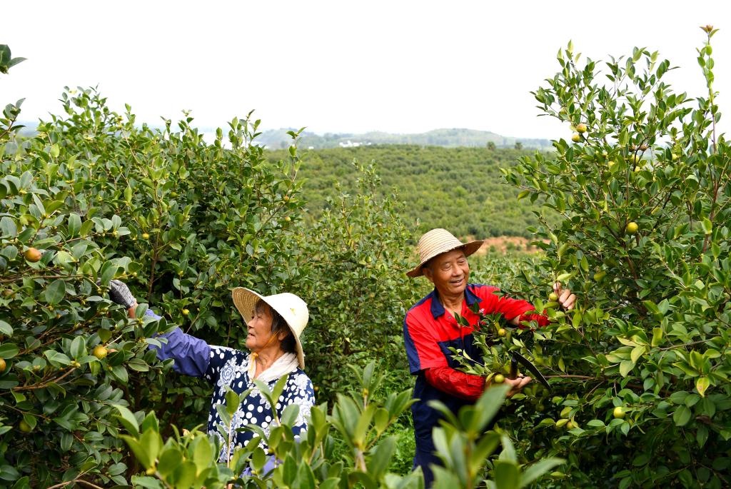 2020年8月25日，村民在河南省光山縣槐店鄉(xiāng)司馬光油茶園內(nèi)勞作。新華社記者郝源攝