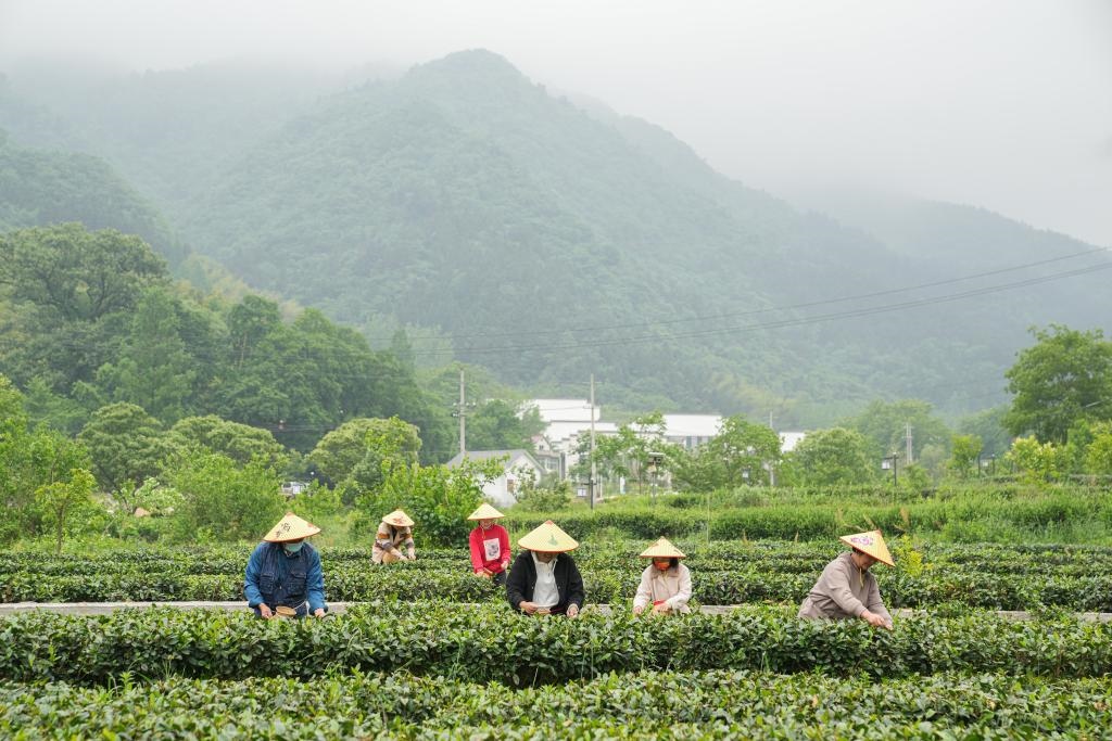 2022年5月11日，村民在大灣村生態(tài)茶園內(nèi)采摘茶葉。新華社記者杜宇攝