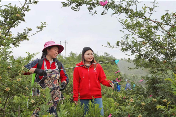 王永華（右一）向龍鳳村村民傳授噴灑農(nóng)藥技術(shù)要領(lǐng)。受訪者供圖