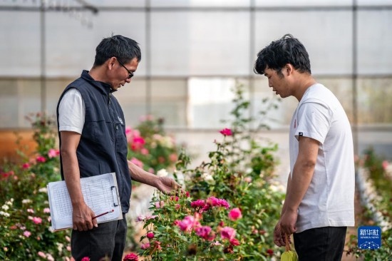 在云南省安寧市現(xiàn)代農(nóng)業(yè)園區(qū)玫瑰種植示范園，技術(shù)員田連通（左）在和同事交流（10月20日攝）。