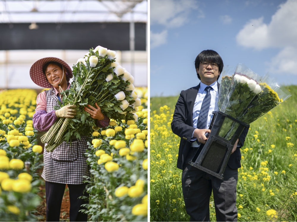 這張拼版照片中，左圖為2023年3月22日在中國云南省開遠(yuǎn)市，花農(nóng)李蘭英在采摘鮮花；右圖為2023年4月3日在日本埼玉縣三鄉(xiāng)市，經(jīng)營花卉公司的小西武為訂貨的花店送花。中國云南有著亞洲最大的鮮切花交易市場，一年可以賣出110億枝鮮切花。春季云南大量鮮花進入盛花期，各類鮮花通過冷鏈物流陸續(xù)進入日本市場，成為當(dāng)?shù)厝松畹拿利慄c綴。