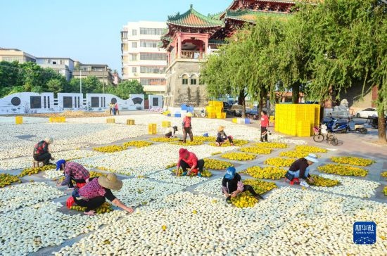 11月25日，在廣東省江門(mén)市新會(huì)區(qū)一處空地，人們對(duì)新會(huì)柑皮進(jìn)行翻皮晾曬。