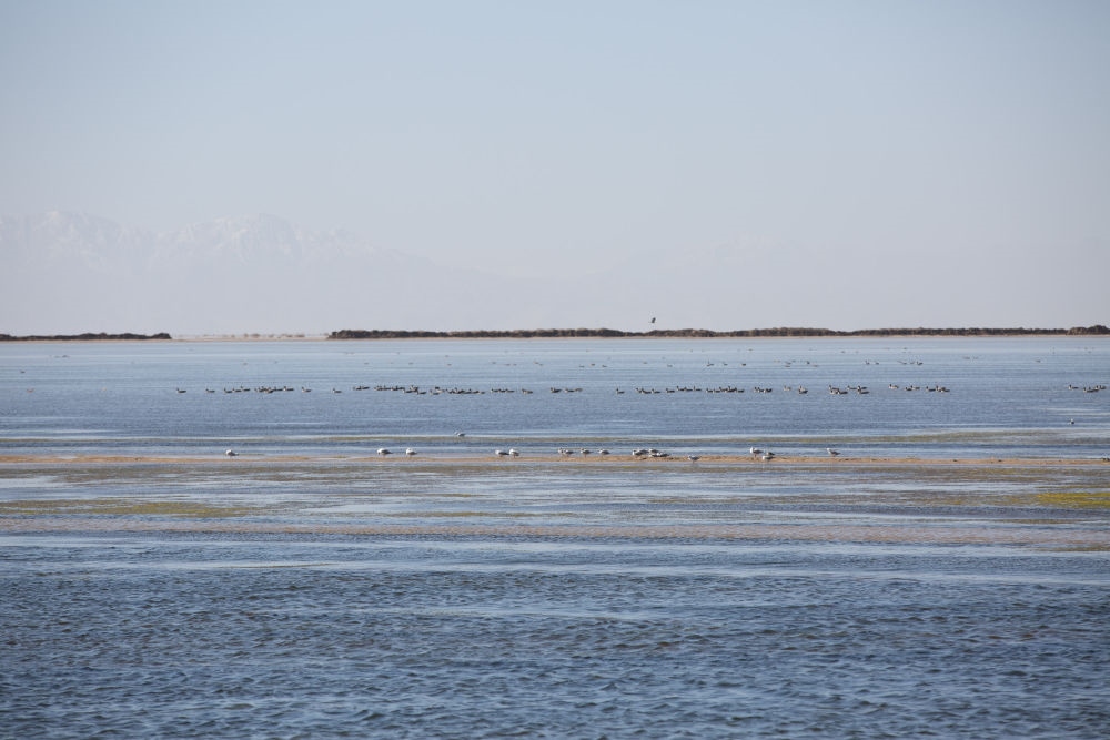 鳥兒在青海察爾汗鹽湖邊的淡水湖上棲息（2017年9月10日攝）。新華社記者 金立旺 攝