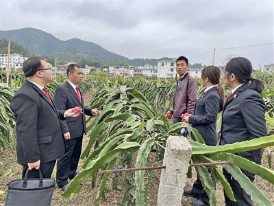  圖④：岑溪法院糯垌法庭法官深入轄區(qū)火龍果基地調(diào)研。