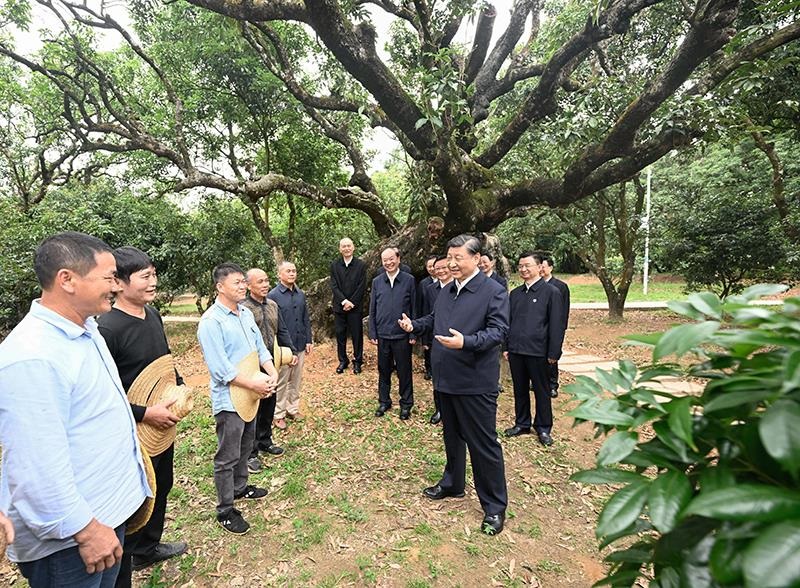 2023年4月11日，習(xí)近平總書記在廣東茂名柏橋村荔枝種植園，同現(xiàn)場技術(shù)人員親切交流。