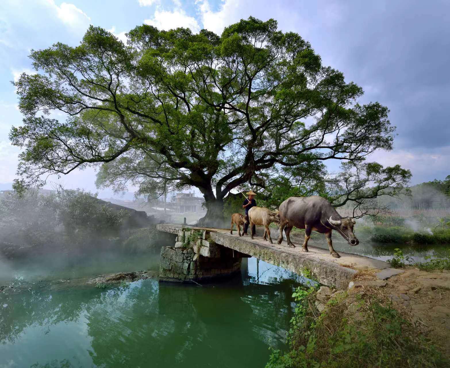 鹿鳴橋。(鄭紀(jì)人物處配圖) 張穎 攝