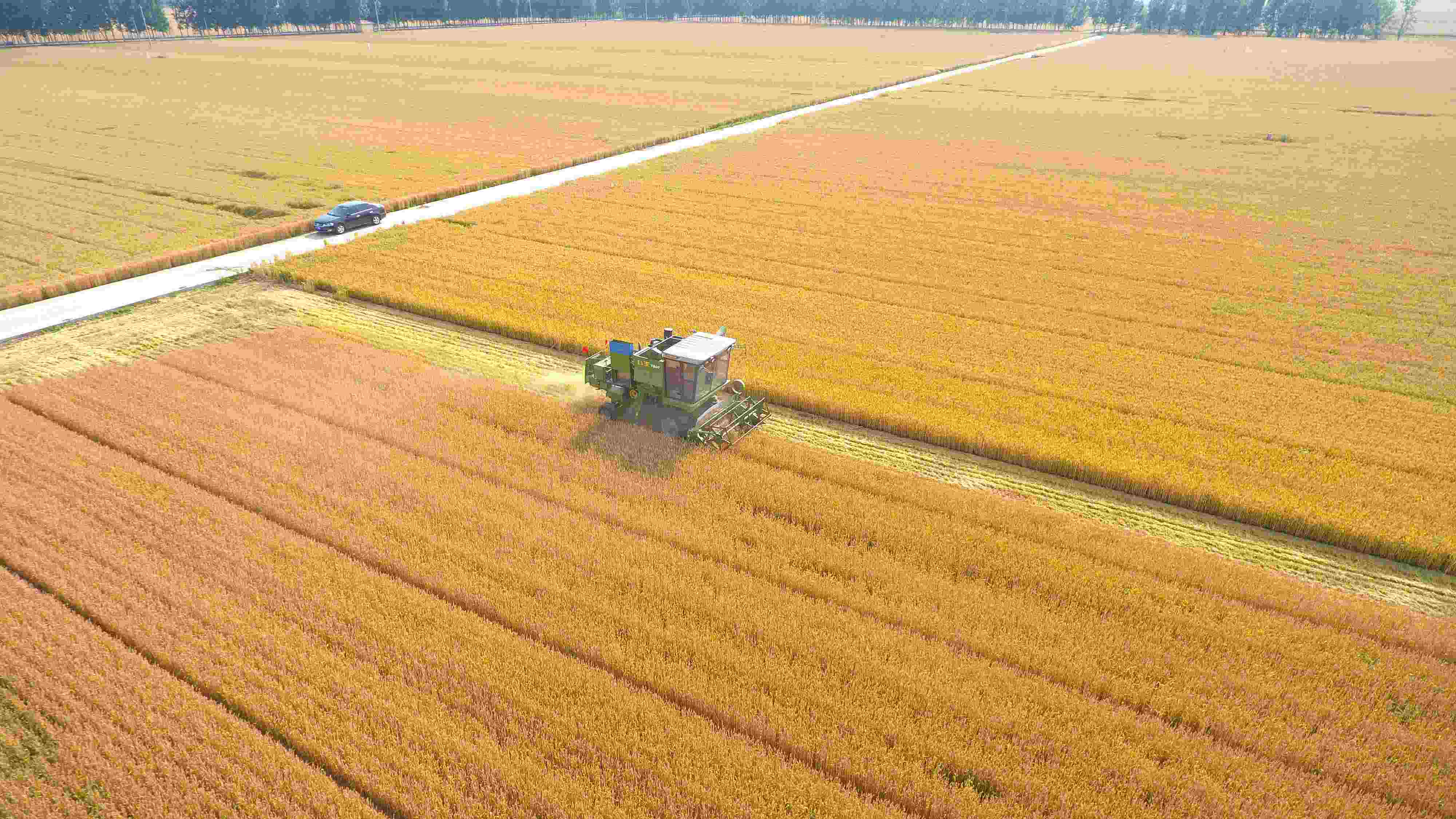 △ 2023年6月5日，山東聊城茌平區(qū)賈寨鎮(zhèn)王藥包村，收割機在田間進行小麥收割作業(yè)。