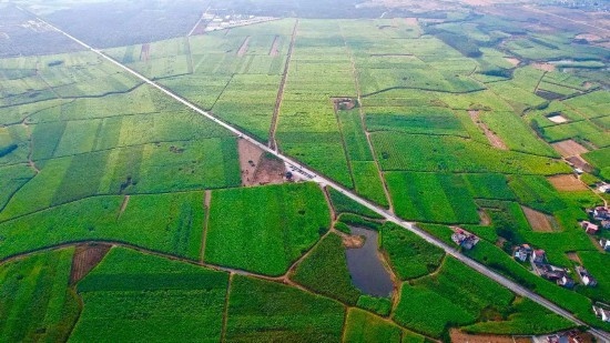 廣西來賓市國家現(xiàn)代農(nóng)業(yè)產(chǎn)業(yè)園黃安優(yōu)質(zhì)“雙高”糖料蔗基地