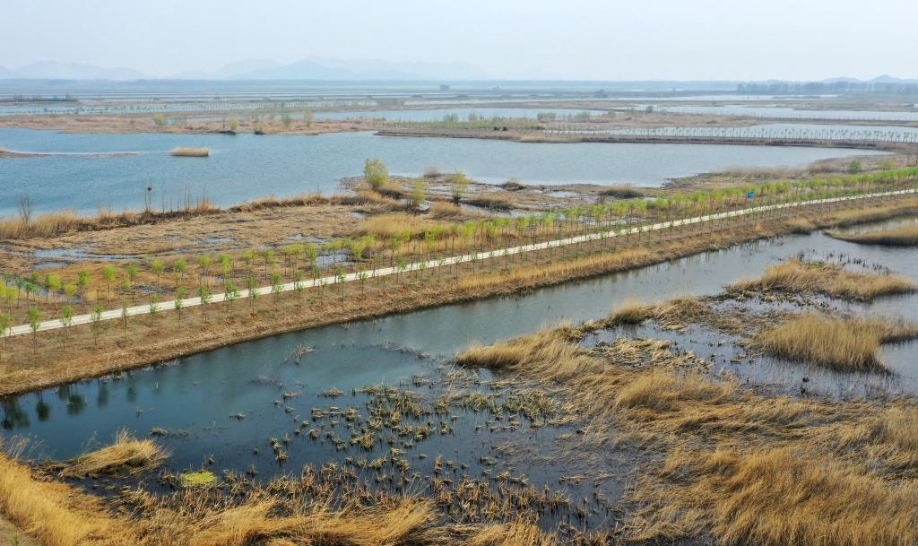 位于天津市薊州區(qū)的于橋水庫(kù)入庫(kù)河口濕地一景（資料照片）。新華社記者李然 攝