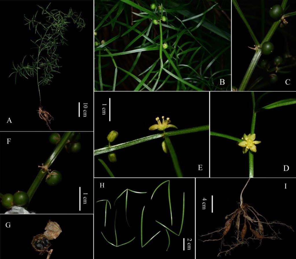 圖為大別山天門冬的形態(tài)特征。（中國科學(xué)院武漢植物園供圖）