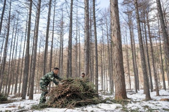 3月14日，在伊春森工集團(tuán)美溪林業(yè)局公司一處森林可持續(xù)經(jīng)營(yíng)試點(diǎn)樣地，工作人員在整理林下剩余物。新華社記者 謝劍飛 攝