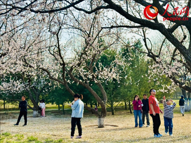 游客在北京長陽公園賞花。人民網(wǎng)記者 劉微攝