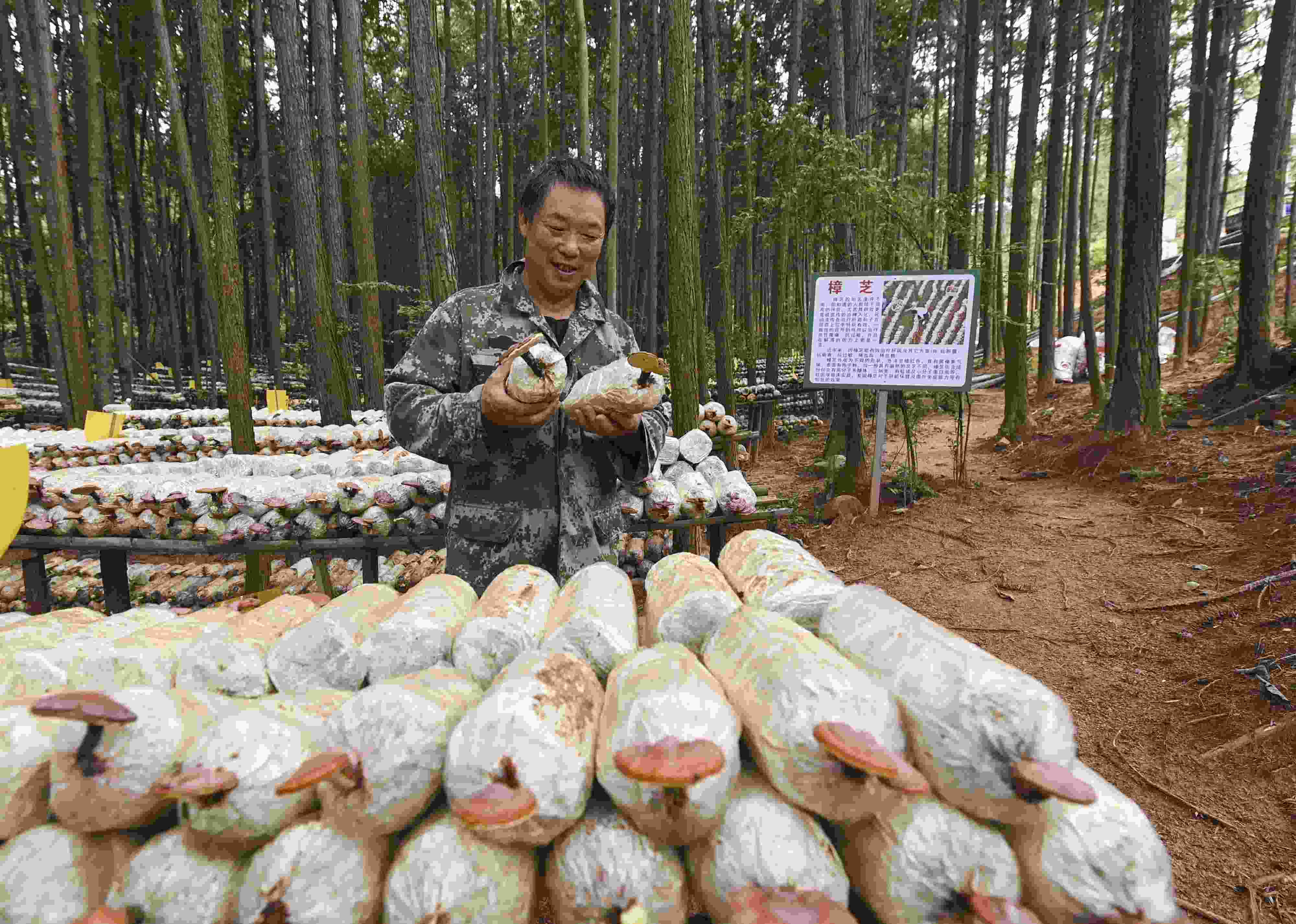 2023年9月21日，江西省撫州市，廣昌縣旴江生態(tài)公益林場(chǎng)，種植戶正在查看樟芝等食用菌的生長(zhǎng)情況。