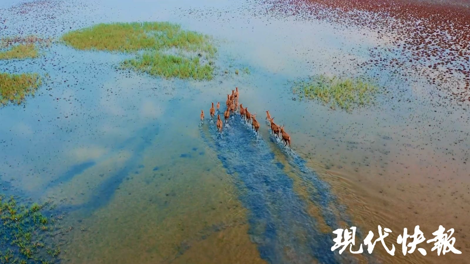 麋鹿群涉水奔跑