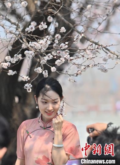 4月21日，一名年輕女孩在杏花樹(shù)下拍照。張瑤 攝