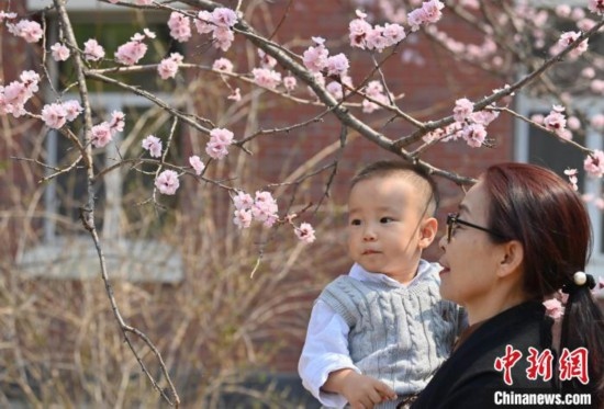 4月21日，游客在吉林大學(xué)南嶺校區(qū)賞花。張瑤 攝