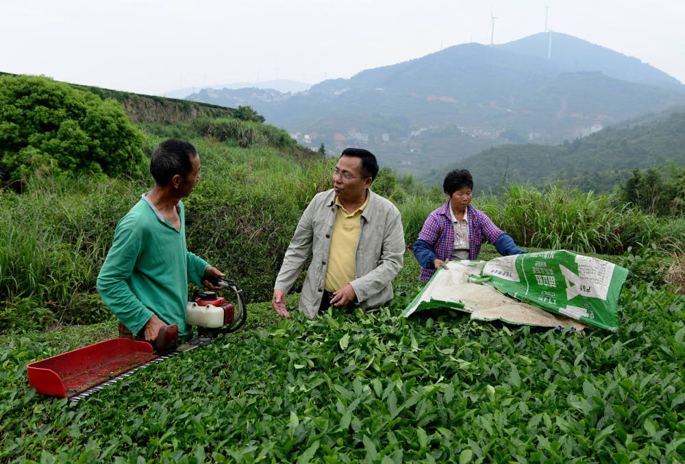 2024年5月9日，在福建省安溪縣西坪鎮(zhèn)珠洋村，科技特派員（中）在指導(dǎo)茶農(nóng)使用機(jī)器科學(xué)化采收茶葉。新華社記者 魏培全 攝