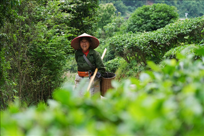 2024年4月24日，湖南省衡陽市耒陽市龍?zhí)伶?zhèn)江頭貢茶葉種植專業(yè)合作社，村民在茶山采摘茶葉，實現(xiàn)了家門口就業(yè)。