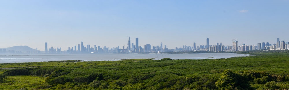  深圳福田紅樹林濕地（2024年1月19日攝）。在深圳，茂密的紅樹林東起新洲河口、西至深圳灣公園，懷抱城市中心區(qū)域，沿海岸線形成了長約6公里的“綠色長城”，為每年數(shù)以十萬計的候鳥留下彌足珍貴的國際遷徙通道。