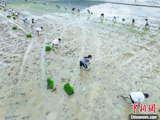 圖為5月21日，航拍綏陽縣旺草中學(xué)學(xué)生在旺草萬畝大壩體驗插秧。唐哲 攝